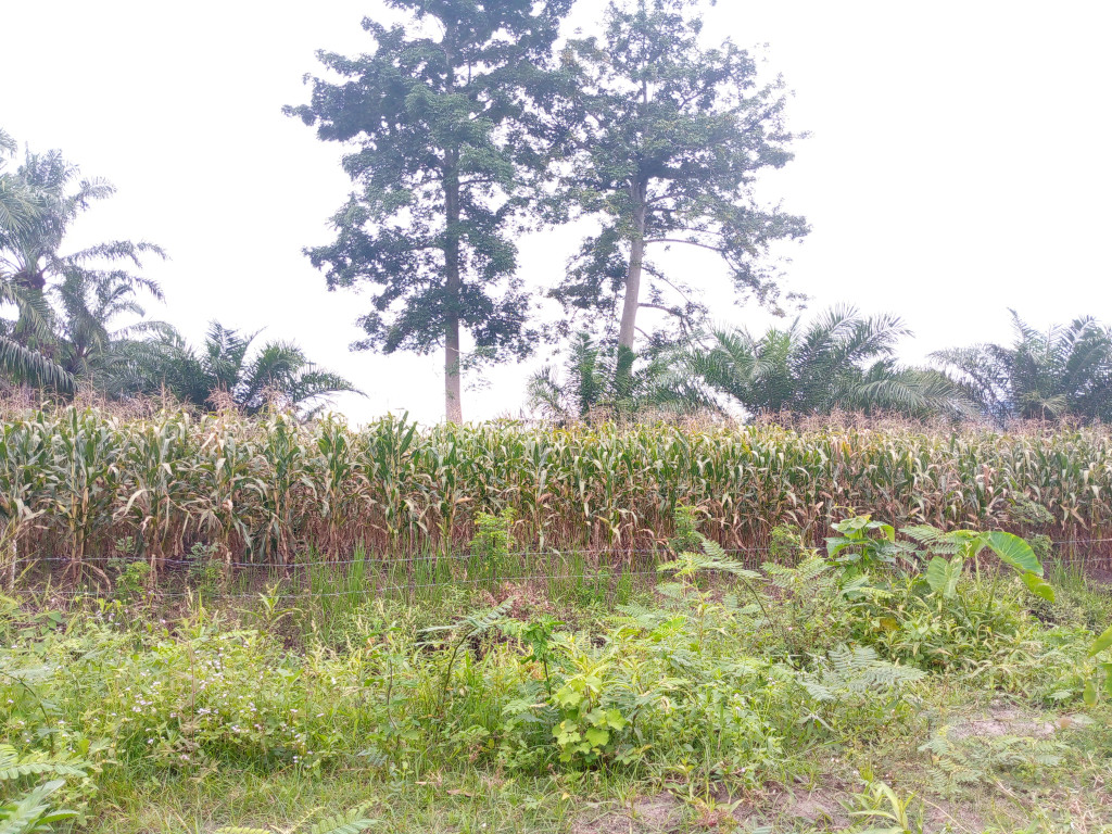 Bertani Jagung salah satu pilihan masyarat Gampong Panton Bilie untuk ditanam di lahan pertaniannya.