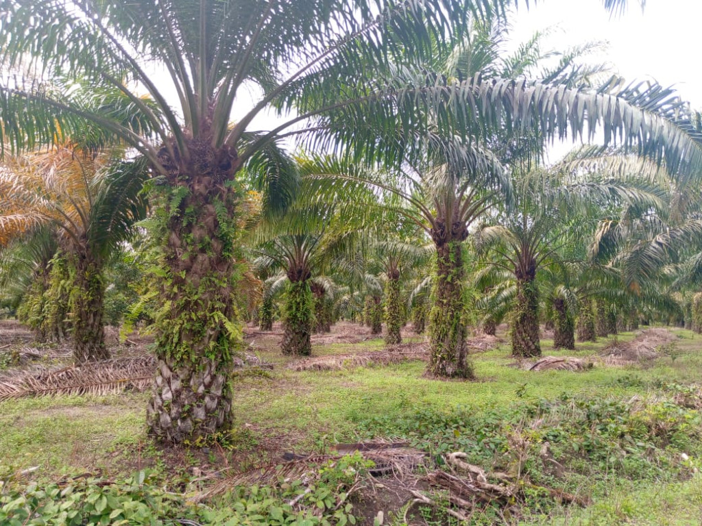 Kelapa sawit merupakan tanaman komoditas yang ada di Gampong Panton Bilie
